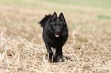 SCHIPPERKE 470